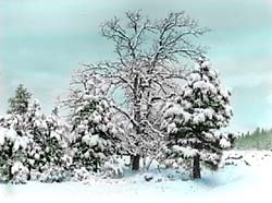 First snow of the season - copyright John J. Longfellow